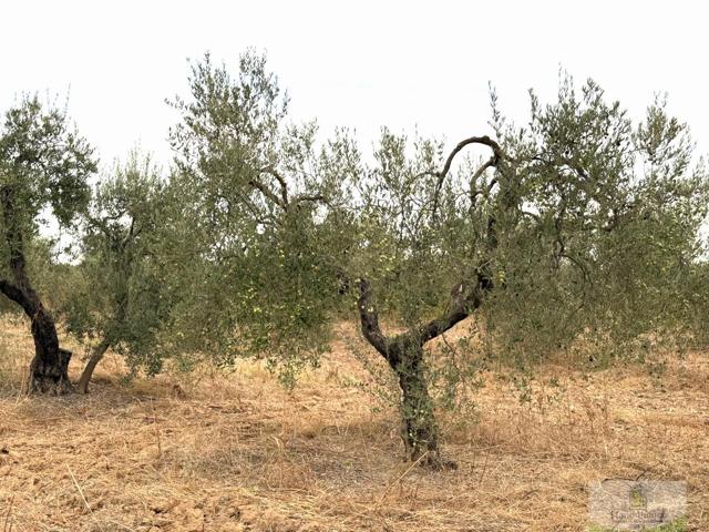 Terreno Urbanizable En venta en Remuñana, Bollullos Par Del Condado photo 0