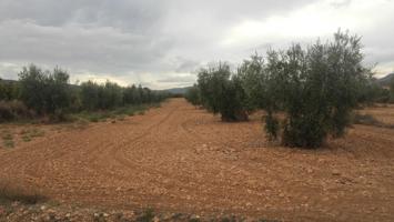 Terreno en venta en Jumilla de 5191 m2 photo 0