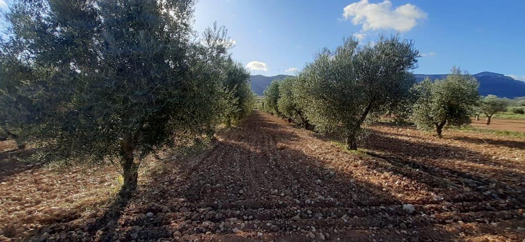 Finca Rústica en venta en Jumilla de 11600 m2 photo 0