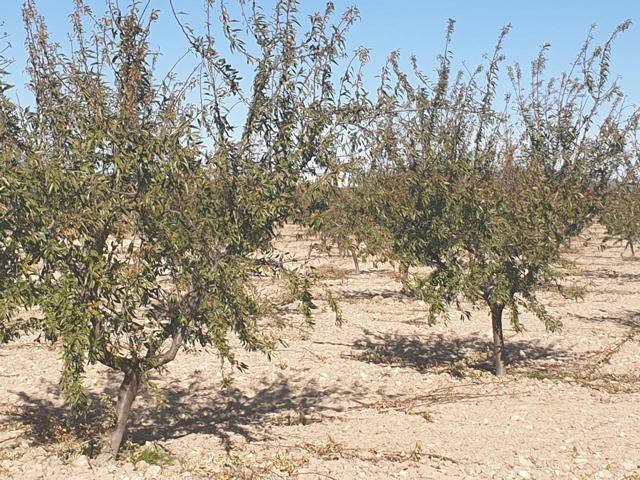 Terreno en venta en Jumilla de 480000 m2 photo 0