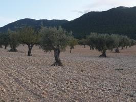 Terreno en venta en Jumilla de 55000 m2 photo 0