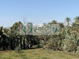 Se vende Huerto de Palmeras con casa photo 0
