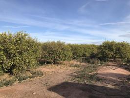 Se vende terreno rústico, agrario de 3.702m2 en Foios(Valencia).Precio:20.000€. photo 0