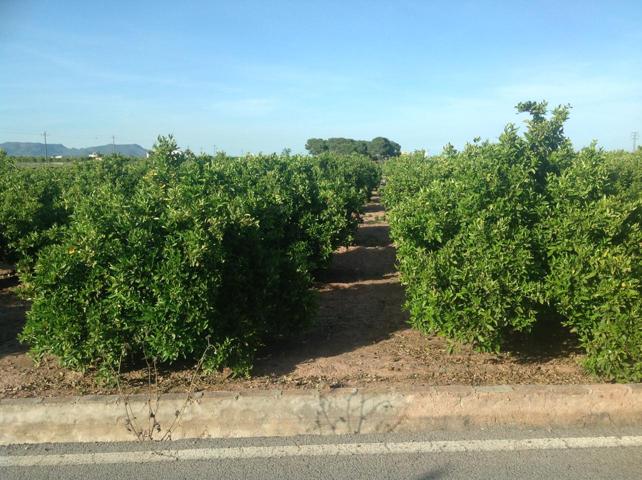 Terreno en venta en Albalat dels Sorells de 13296 m2 photo 0