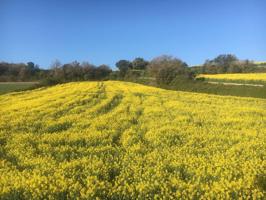 Venta de terreno agrícola en Sant Guim de Freixenet photo 0