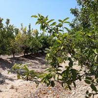 Magnífica finca de mandarinas variedad 'Tango' photo 0
