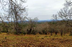 FINCA RUSTICA-AGRÍCOLA EN VENTA EN EL CASTAÑO DEL ROBLEDO (HUELVA) ESPAÑA. photo 0