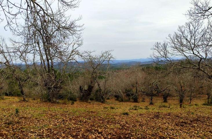 FINCA RUSTICA-AGRÍCOLA EN VENTA EN EL CASTAÑO DEL ROBLEDO (HUELVA) ESPAÑA. photo 0
