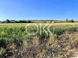 FINCA DE REGADÍO DE 7,5 HAS. EN TERMINO DE MORCILLO-CÁCERES photo 0