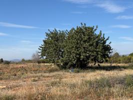 TERRENO RUSTICO VALLADO DE 10500 MQ. , CON POSIBILIDAD DE CONSTRUCCION DE UNA CASA. photo 0