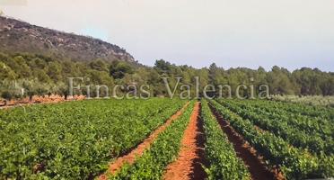BODEGA DE AUTOR EN PRODUCCIÓN. CASI 6 HECTAREAS DE VIÑEDOS photo 0