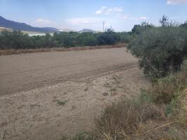 Bonito terreno de mas de 5.000 m² en la Huerta de Moratalla (Murcia). Nave de 69 m². photo 0