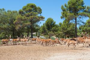 Villa En venta en Cistella photo 0