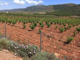 se venden 2 parcelas por separado en alcolea photo 0