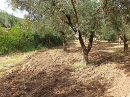 PARCELA EN ALCOLEA DE OLIVOS photo 0