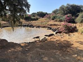 Finca de Dehesa en el Corazón de Fuente Obejuna: Un Remanso de Tranquilidad photo 0
