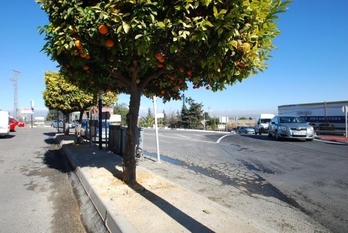 Local comercial en venta en San Miguel de Salinas, CENTRO photo 0