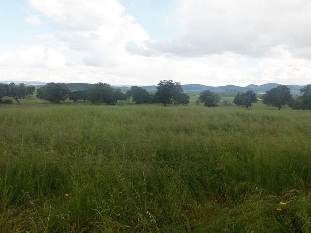 Terreno en venta en Peñarroya-Pueblonuevo photo 0