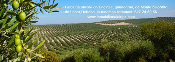 Terreno en venta en La Granjuela photo 0