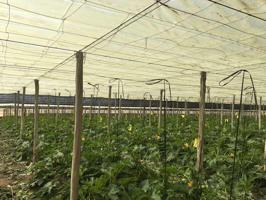 Terreno en venta en El Ejido, San Agustín photo 0