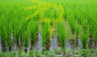 Terreno en venta en Sueca, Sueca photo 0