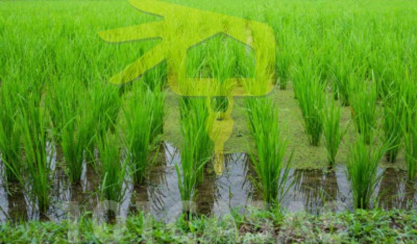 Terreno en venta en Sueca, Sueca photo 0