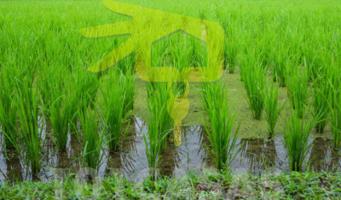 Terreno en venta en Cullera, Cullera photo 0