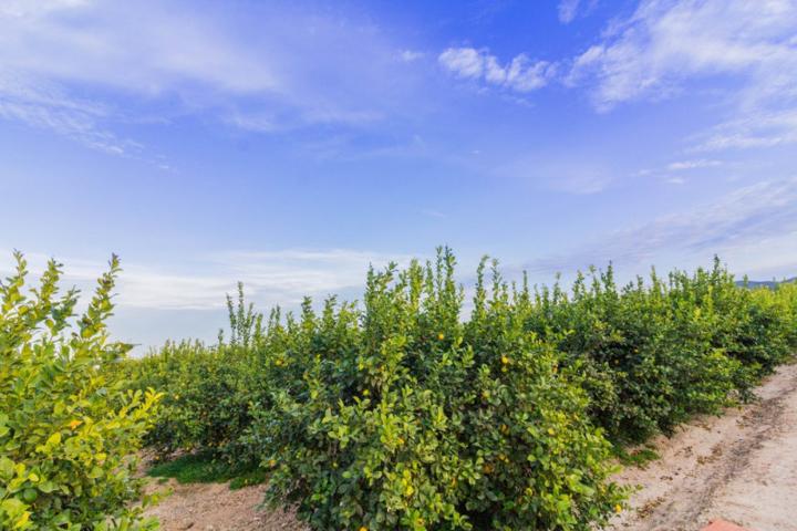 Terreno en venta en Benejuzar, Carretera benejuzar-almoradi photo 0