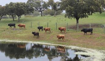 Terreno en venta en Torrejón el Rubio, Torrejón el Rubio photo 0