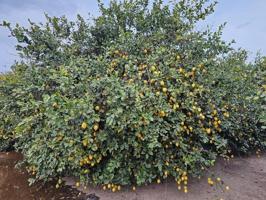Terreno en venta en Los Montesinos, Los Montesinos photo 0