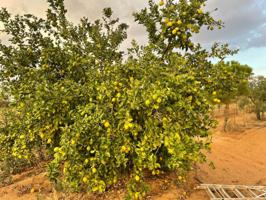 Terreno en venta en Almonte, Almonte photo 0