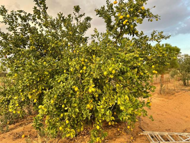 Terreno en venta en Almonte, Almonte photo 0