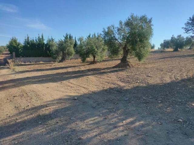 Terreno en venta en Almendralejo, Carretera Badajoz - Carretera photo 0