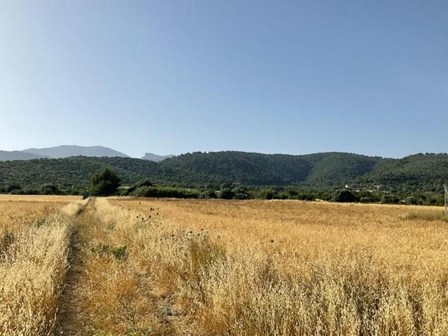 Terreno en venta en Campanet, Villa de Campanet photo 0