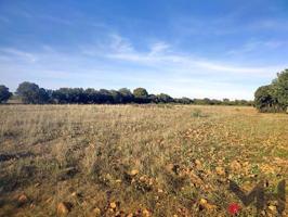 Terreno en venta en Belvis de la Jara, Olivar, 45660 photo 0
