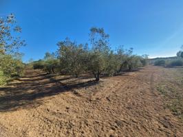 Terreno en venta en Vallmoll photo 0