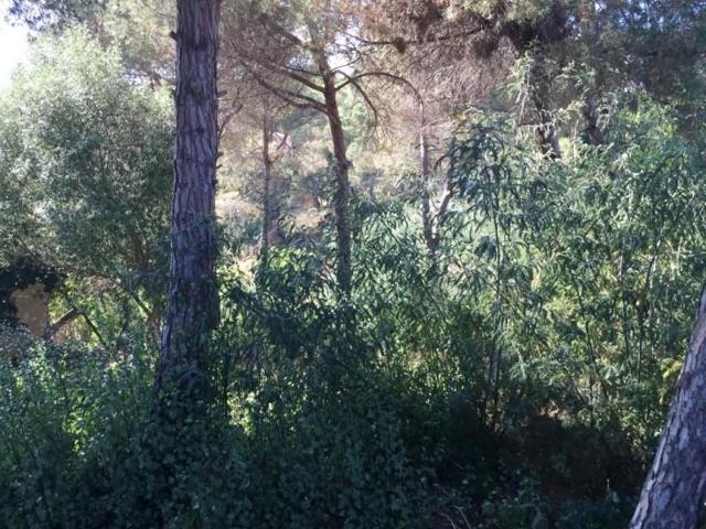 Terreno en venta en Lloret de Mar, Los pinares photo 0