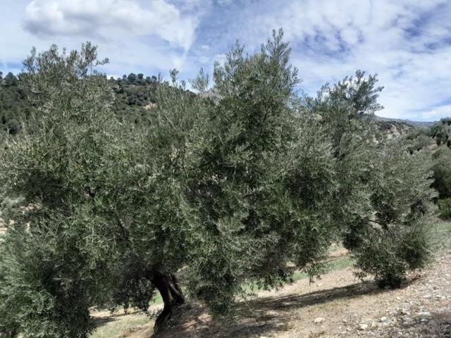 Terreno en venta en Cambil, Gibralberca photo 0