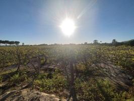 Terreno en venta en Elche, Matola photo 0