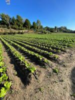 Terreno en venta en Arcos de la Frontera, El drago photo 0