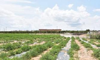 Terreno en venta en Los Montesinos, Los Montesinos photo 0