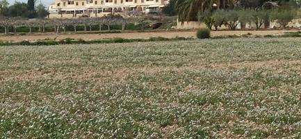 Terreno en venta en Elche, Perleta photo 0