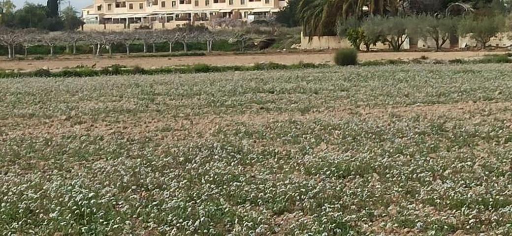 Terreno en venta en Elche, Perleta photo 0