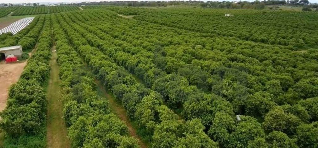 Terreno en venta en Alcalá de Guadaira, Área Metropolitana photo 0