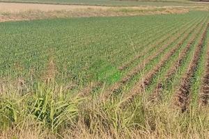 Terreno en venta en Montijo, CARRETERA DE LA NAVA photo 0