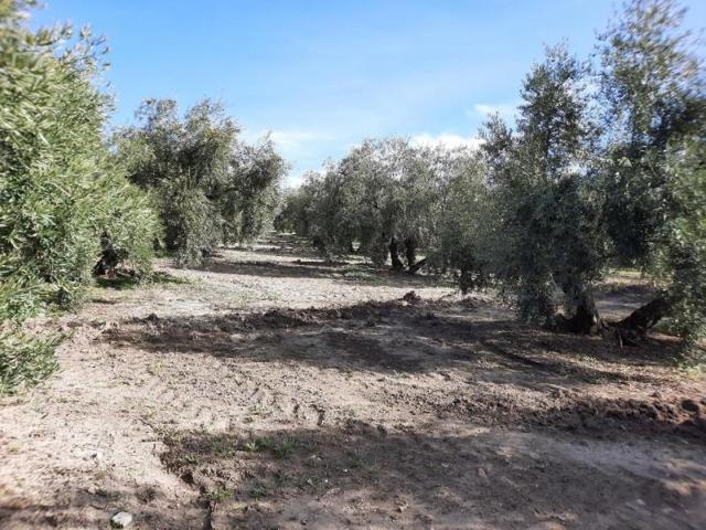 Terreno en venta en Lucena, Lucena photo 0