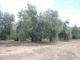 Terreno en venta en Lucena, Lucena photo 0