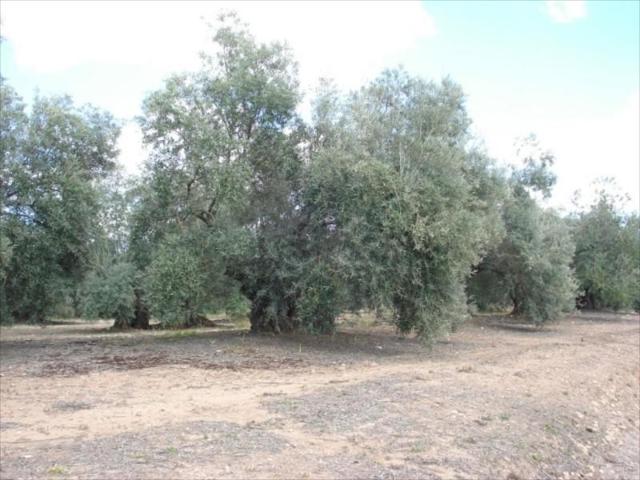 Terreno en venta en Lucena, Lucena photo 0