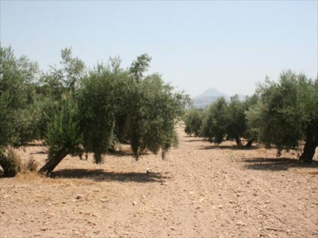 Terreno en venta en Lucena, Lucena photo 0