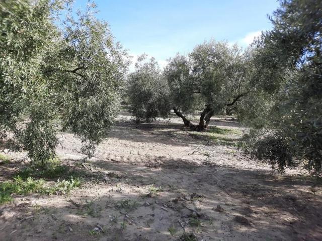 Terreno en venta en Lucena, Lucena photo 0